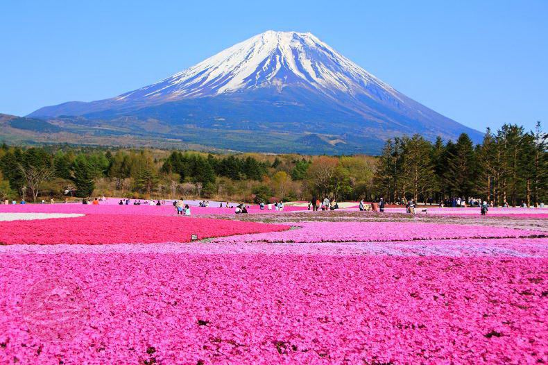 Lễ hội Fuji ShibaZakura