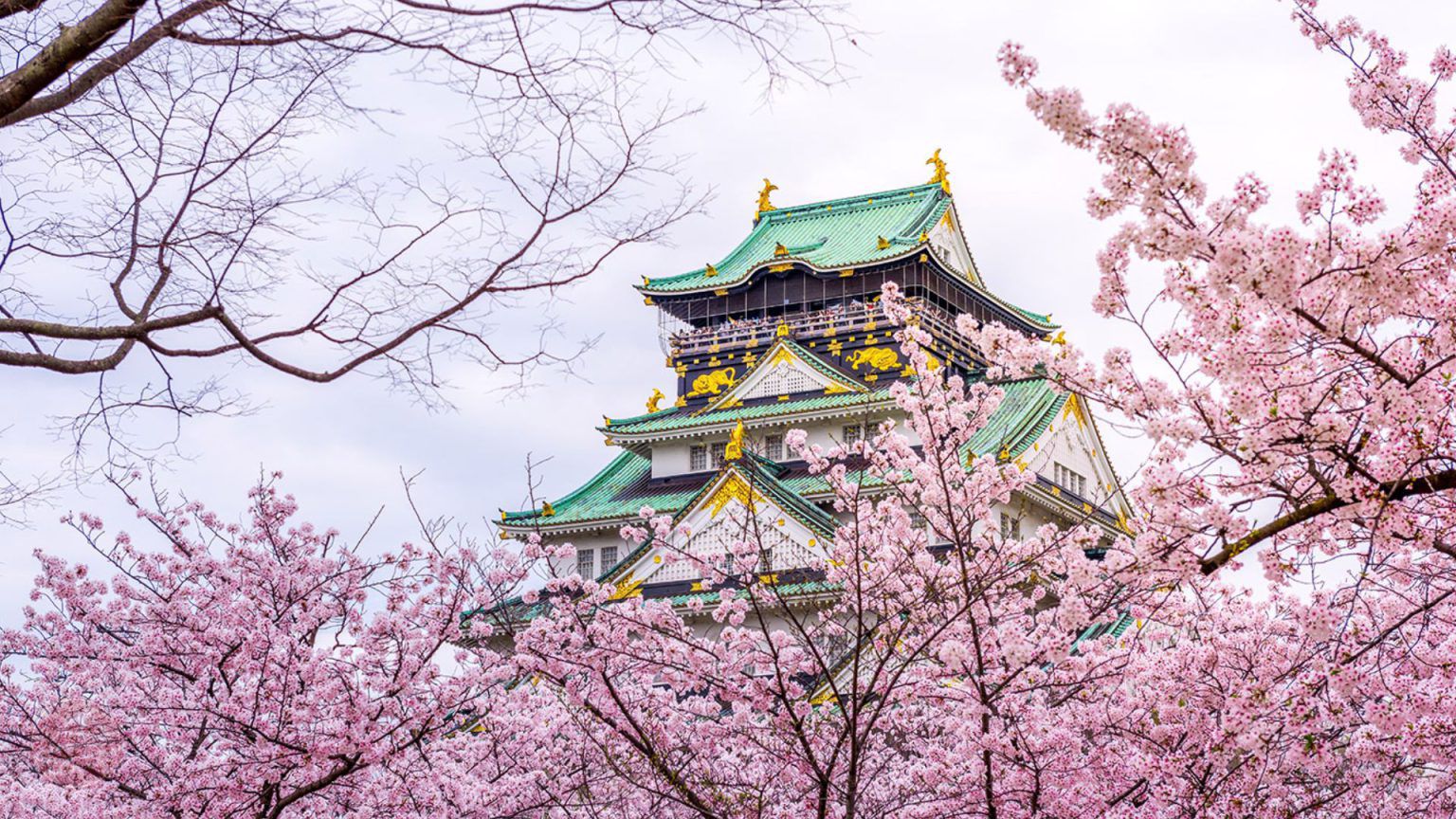 Lâu đài Osaka uy nghiêm giữa rừng hoa anh đào mùa xuân