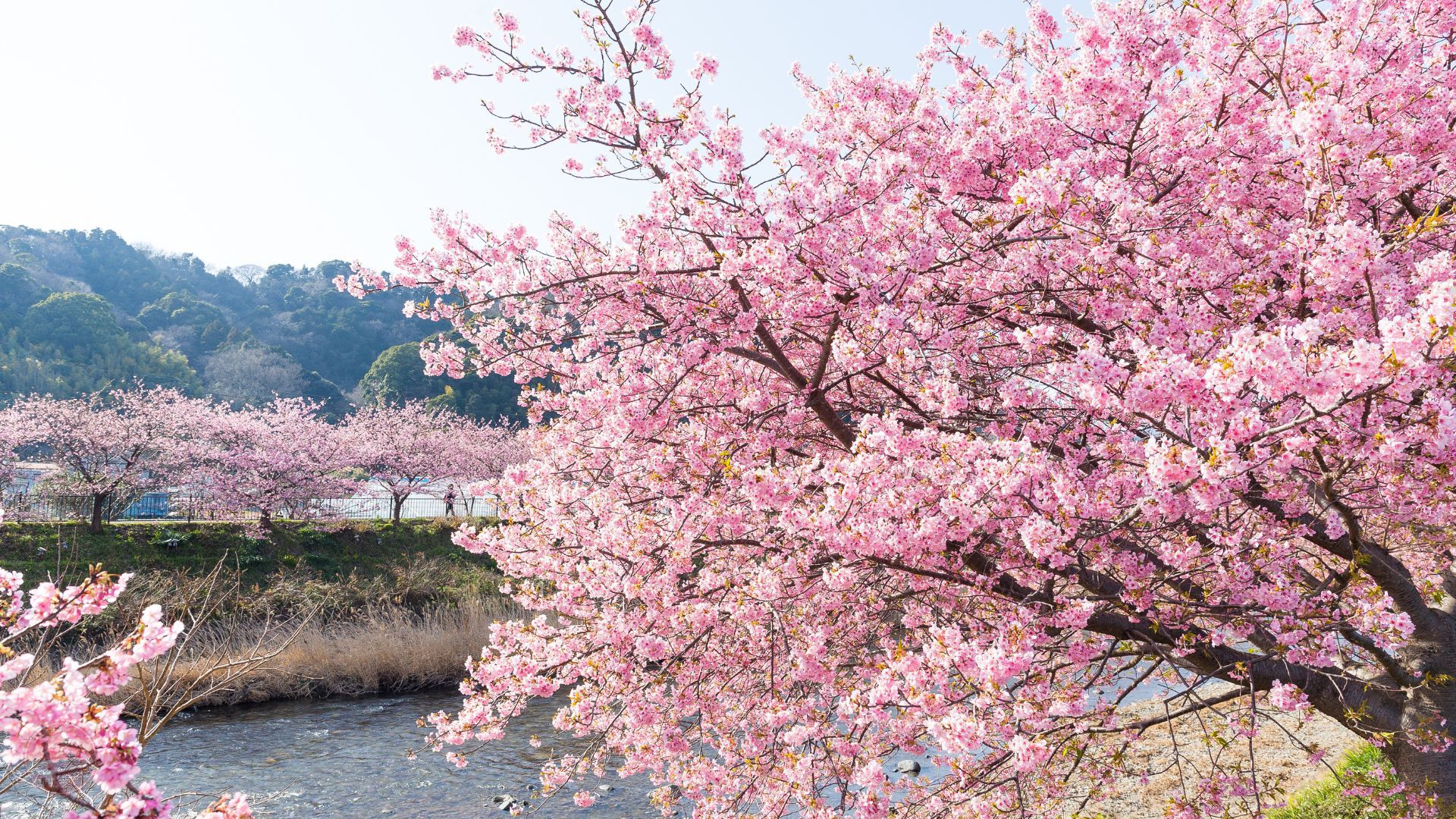 Lễ hội hoa anh đào Kawazu Sakura Festival được người dân Nhật Bản yêu thích dịp đầu năm