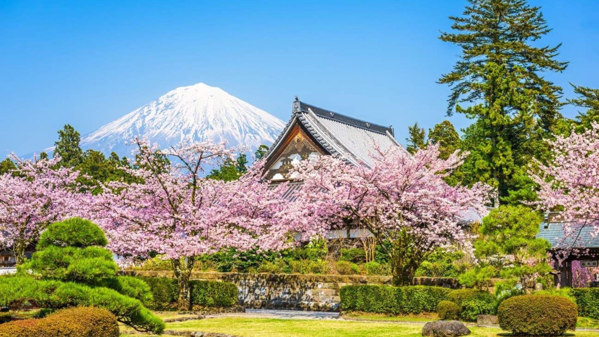[Hoa Anh Đào] Tour Nhật Bản Tokyo-Osaka 6N5Đ | HN bay JL