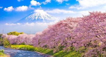 [Hoa Anh Đào Sớm] Tour Nhật Bản 6N5Đ Osaka-Tokyo | HN bay VJ