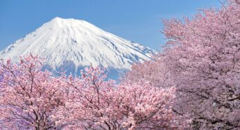 [Hoa Anh Đào] Tour Tokyo 5N4Đ | Hà Nội bay Japan Airlines