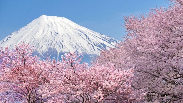 Núi Phú Sĩ trong mùa hoa anh đào nở - Tour Tokyo 5n4đ