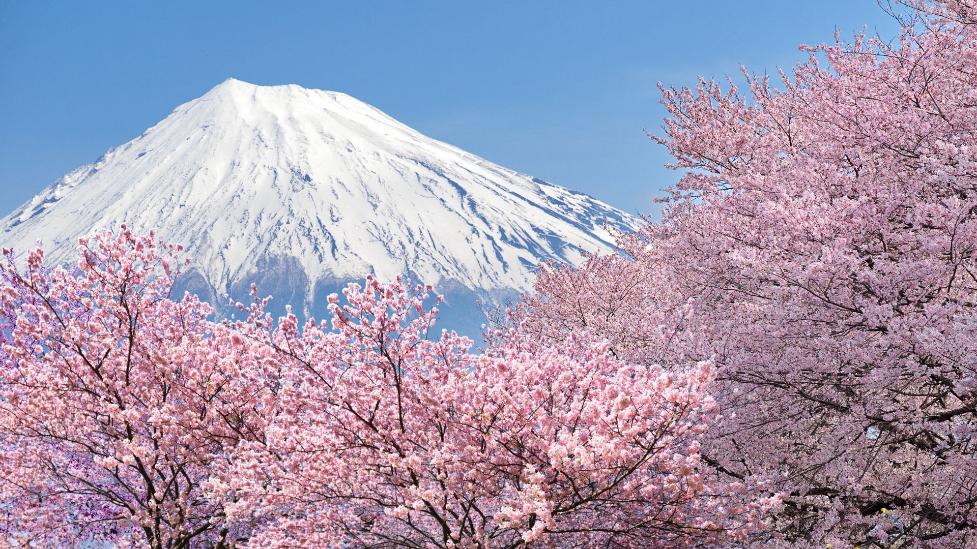 Núi Phú Sĩ trong mùa hoa anh đào nở - Tour Tokyo 5n4đ