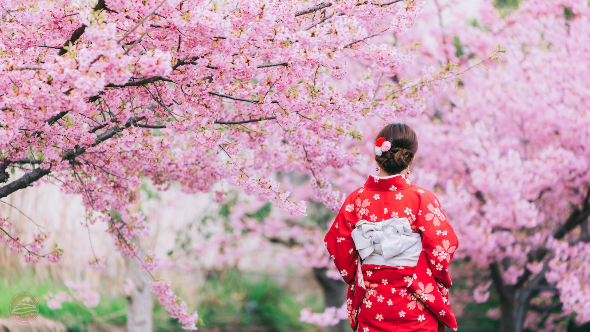 Tour du lịch Nhật Bản hoa anh đào sớm 6N5Đ Tokyo-Osaka | HN bay VNA