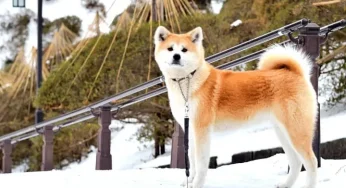 Bảo tàng Chó Akita: Khám phá thế giới độc đáo của chó Akita