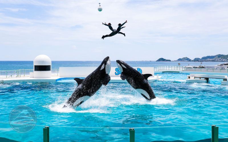 Tour Chiba-Tokyo 4n4đ từ TP.HCM bay VietNam Airlines