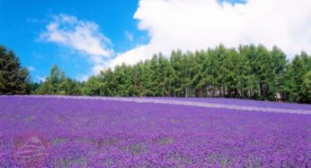 Top những cánh đồng hoa đẹp mê hồn ở Hokkaido