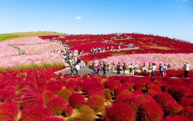 Công viên Hitachi rực rỡ trong sắc hoa Kochia