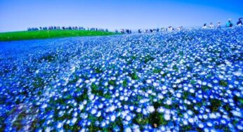 Xang mướt vô tận một màu hoa Nemophila nơi công viên bờ biển Hitachi