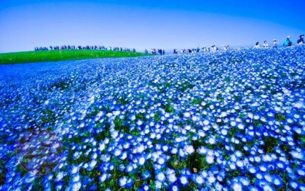 Công viên Hitachi thiên đường hoa mắt biếc