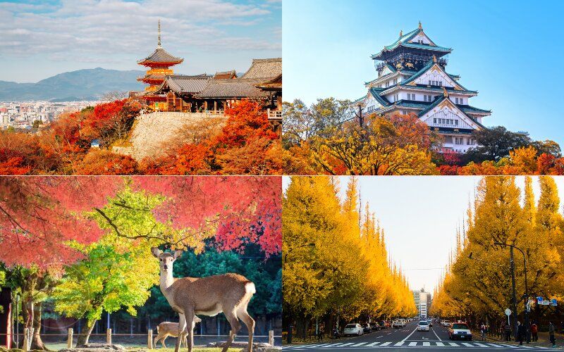 Du lịch mùa lá đỏ Nhật Bản - Kansai