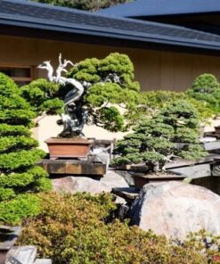 Omiya triển lãm bonsai đặc sắc