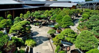 Làng cây cảnh Omiya độc lạ gần Tokyo