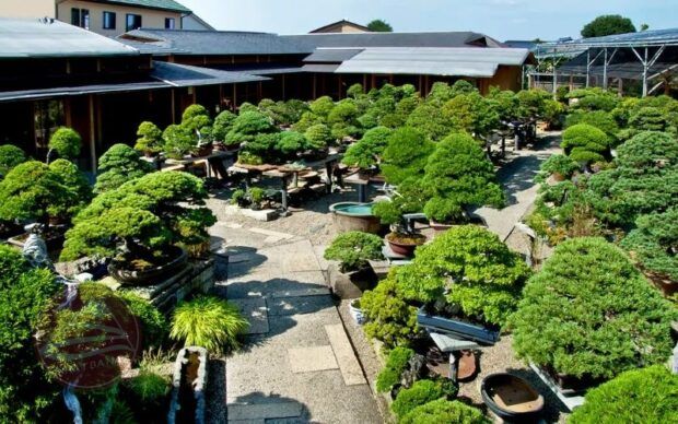 Sự ra đời của làng cây cảnh bonsai Omiya
