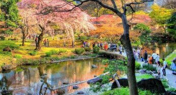 Vườn Koishikawa Korakuen – Ốc đảo xinh đẹp giữa lòng Tokyo
