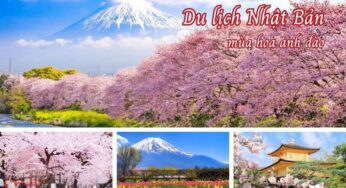 [Hoa Anh Đào] Du Lịch Nhật Bản CĐV Osaka-Tokyo 5N5Đ | TP HCM Bay VNA