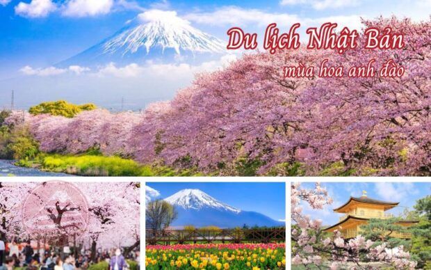 Du lịch Nhật Bản mùa hoa anh đào 5N5Đ từ TP. HCM