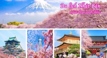 [Hoa Anh Đào] Tour Nhật Bản 6N5Đ CĐV Osaka – Tokyo | Hà Nội Bay VJ