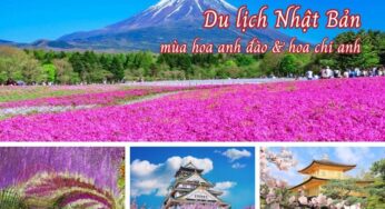 [Hoa Anh Đào & Hoa Chi Anh] Tour Du Lịch Nhật 5N5Đ Osaka-Tokyo | TP HCM Bay VNA