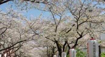 Những điểm ngắm hoa anh đào tuyệt đẹp ở Kamakura