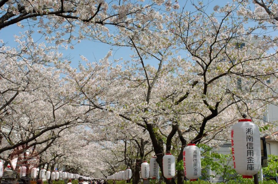 Những điểm ngắm hoa anh đào tuyệt đẹp ở Kamakura