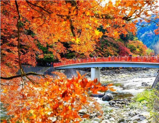 CUNG ĐƯỜNG VÀNG: Hà Nội – Tokyo – Phú Sĩ – Osaka – Kyoto | 6N5Đ, Bay VNA | Giá 35,9 triệu