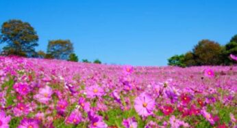CUNG ĐƯỜNG VÀNG: Hà Nội – Osaka – Kyoto – Phú Sĩ – Tokyo | 6N5Đ, Bay VNA | Giá 34,9 triệu
