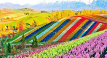 KHÁM PHÁ HOKKAIDO MÙA THU: Asahikawa – Furano – Sapporo – Noboribetsu – Sapporo | 7N6Đ | Bay JL | Giá 43,9 triệu