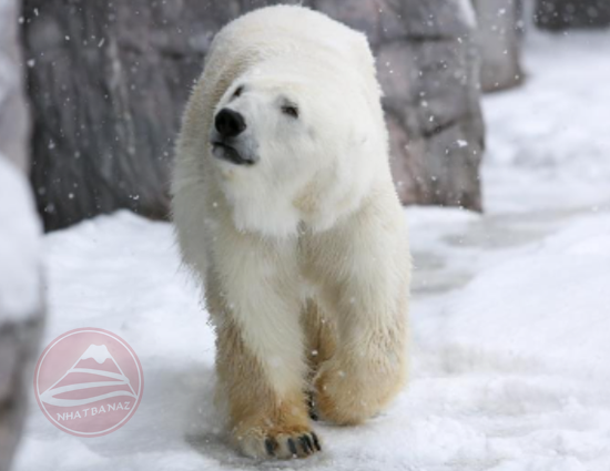 TRẢI NGHIỆM TRƯỢT TUYẾT TẠI HOKKAIDO: TP.HCM – Asahikawa – Furano – Sapporo – Noboribetsu – Sapporo | 7N6Đ | Bay JL | Giá 49,9 triệu