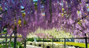 DU LỊCH NHẬT BẢN MÙA HOA: HÀ NỘI – OSAKA – KYOTO – PHÚ SĨ – TOKYO | 6N5Đ | Bay: VNA