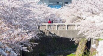 DU LỊCH NHẬT NGẮM ANH ĐÀO: Tokyo – Phú Sĩ – Nagoya – Kyoto – Osaka | 5N5Đ | Bay: VNA | Giá: 39,9 triệu