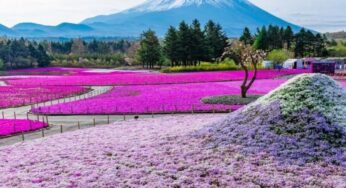 DU LỊCH NHẬT BẢN MÙA HOA TỬ ĐẰNG: TP.HCM – OSAKA – KYOTO – PHÚ SĨ – TOKYO | 5N5Đ | Bay: VNA | Giá: 34,9 triệu