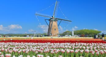 DU LỊCH NHẬT BẢN MÙA HOA ANH ĐÀO: HÀ NỘI – FUJI – TOKYO – CHIBA | Bay: VNA