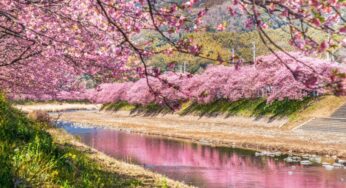 Top những địa điểm ngắm hoa anh đào nở sớm tại Nhật Bản đẹp nhất (Tháng 2 – đầu Tháng 3)