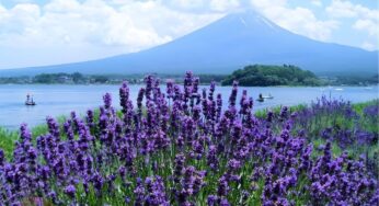 VI VU NHẬT – ĐÓN HÈ CHẤT: TP.HCM – OSAKA – KYOTO – PHÚ SĨ – TOKYO – TP.HCM | 5N5Đ | Bay: VNA | Giá: 34,9 triệu