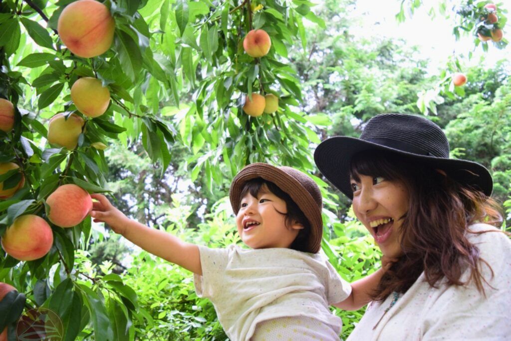 Trải nghiệm hái đào mùa hè tại Nhật Bản