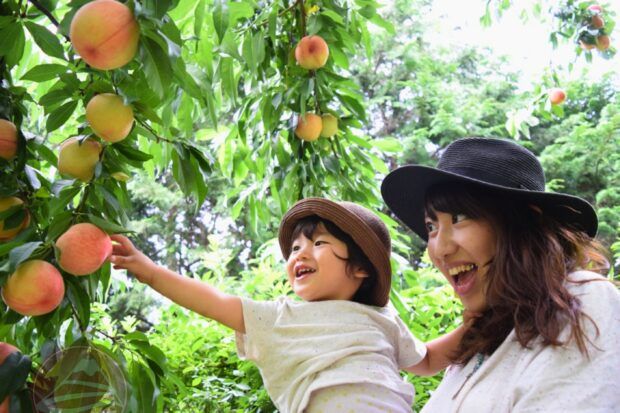 Trải nghiệm hái đào mùa hè tại Nhật Bản