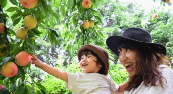 Trải nghiệm hái đào mùa hè tại Nhật Bản – Khi du lịch không chỉ là ngắm cảnh