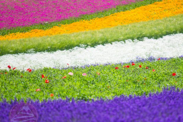 Kinh nghiệm du lịch Hokkaido lần đầu: Ăn gì, đi đâu, chơi gì?
