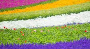 Kinh nghiệm du lịch Hokkaido lần đầu: Ăn gì, đi đâu, chơi gì?