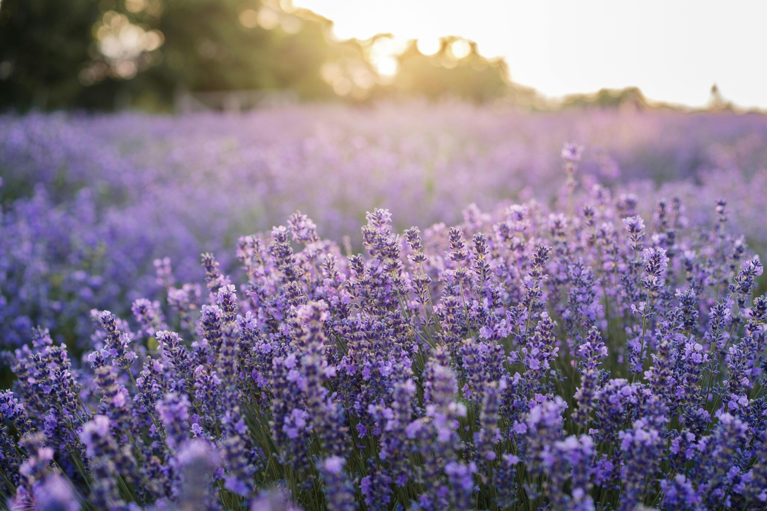 Mùa hoa lavender ở Hokkaido