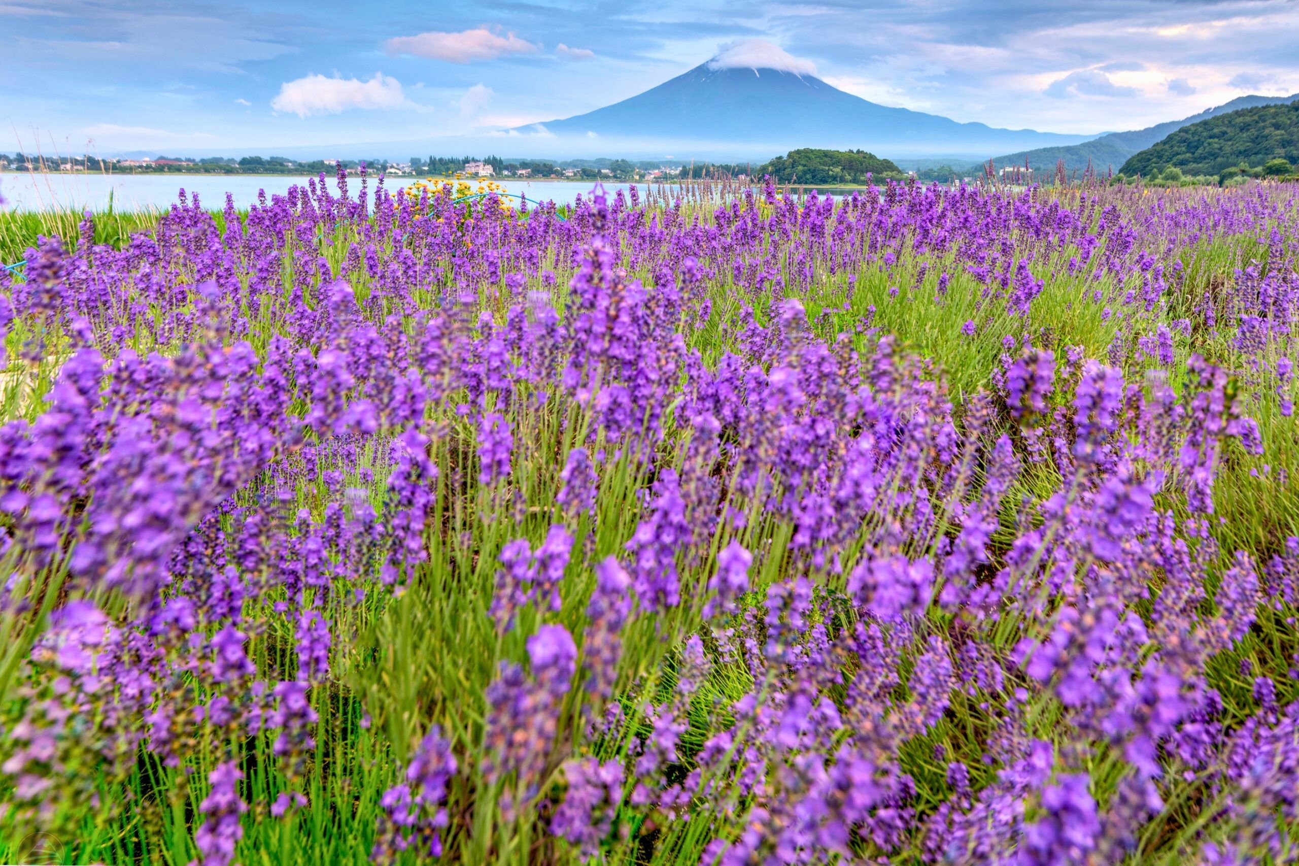Cánh đồng lavender tại Farm Tomita
