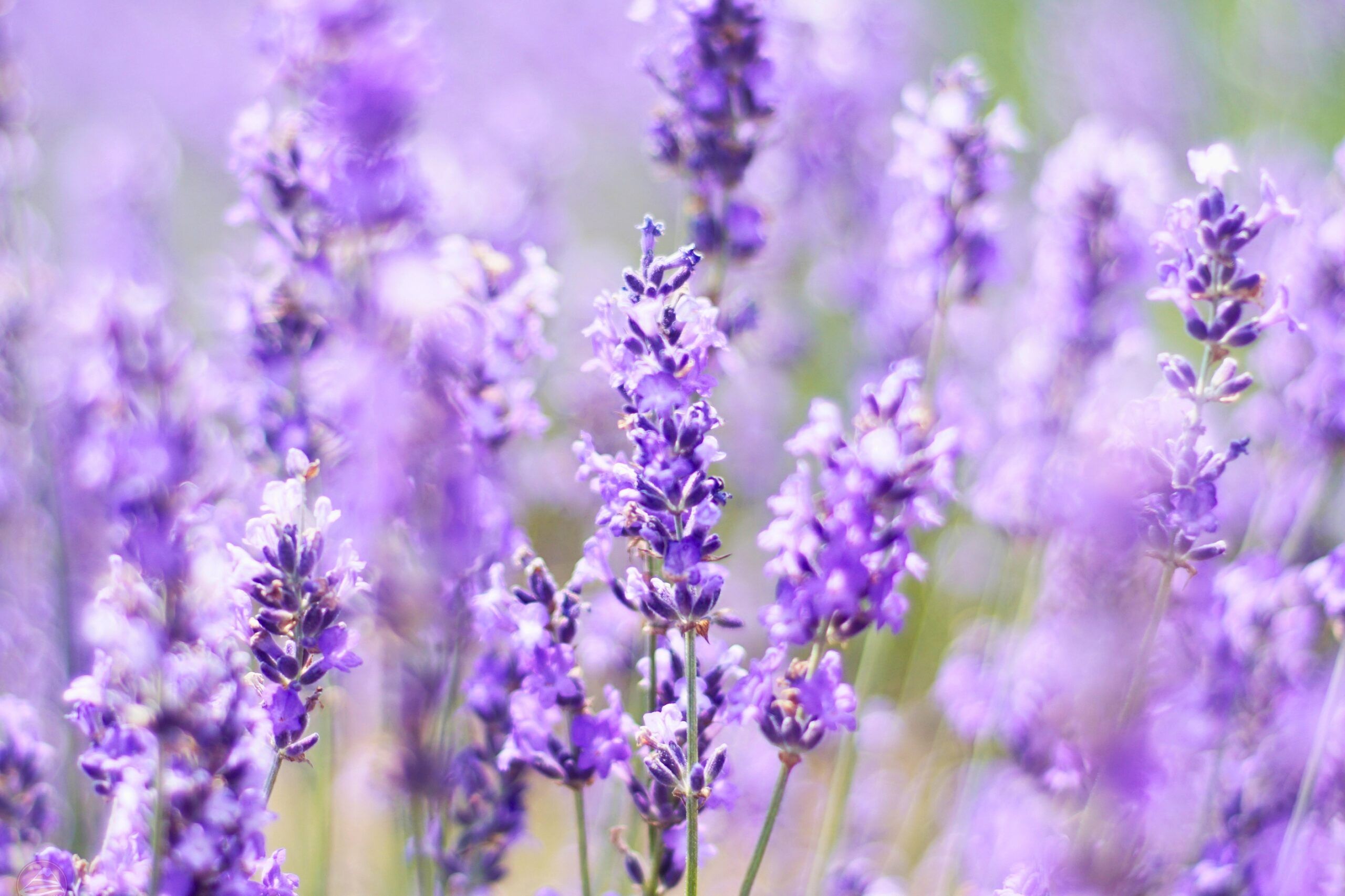 Cánh đồng lavender tím ngát tại Hokkaido