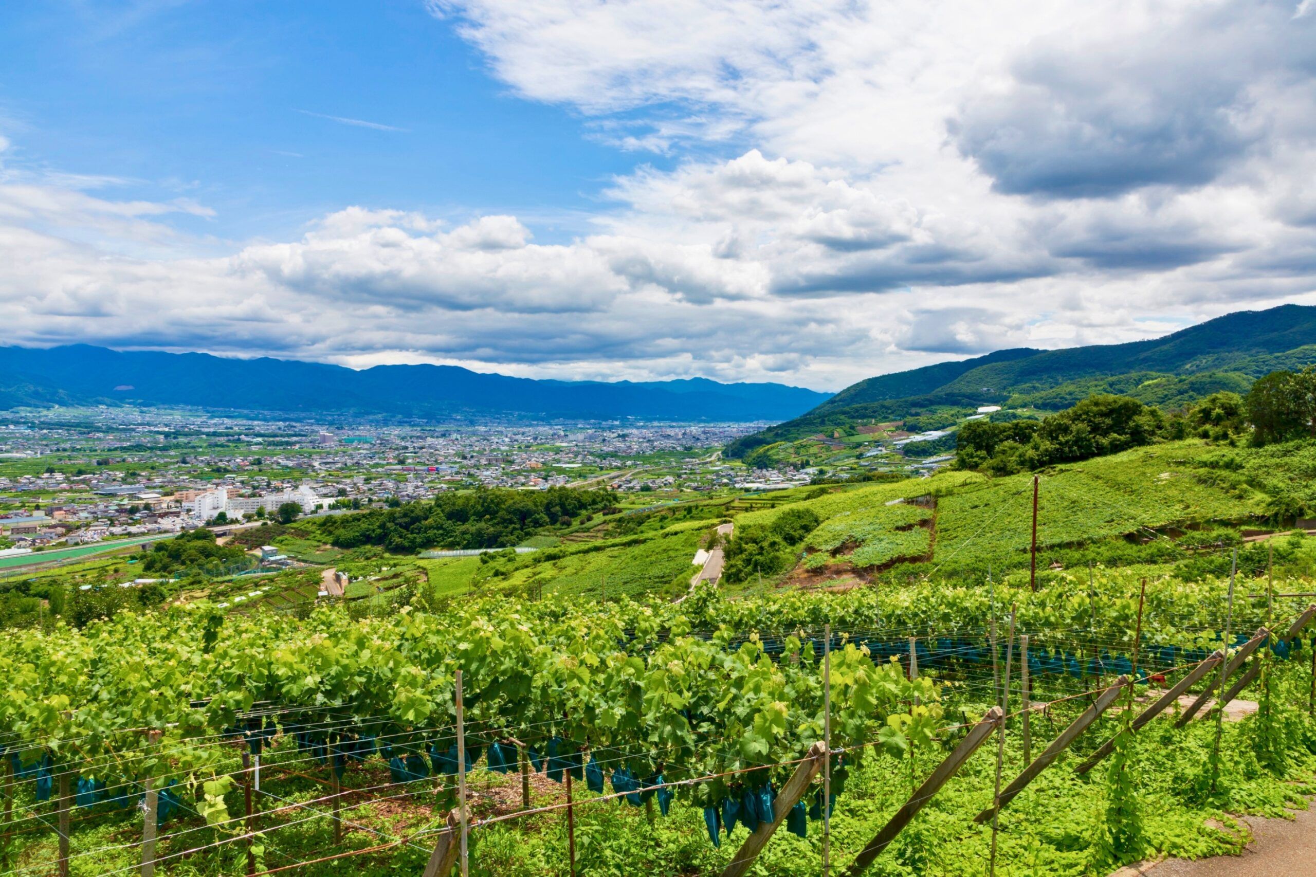 Thủ phủ trái cây gần Tokyo