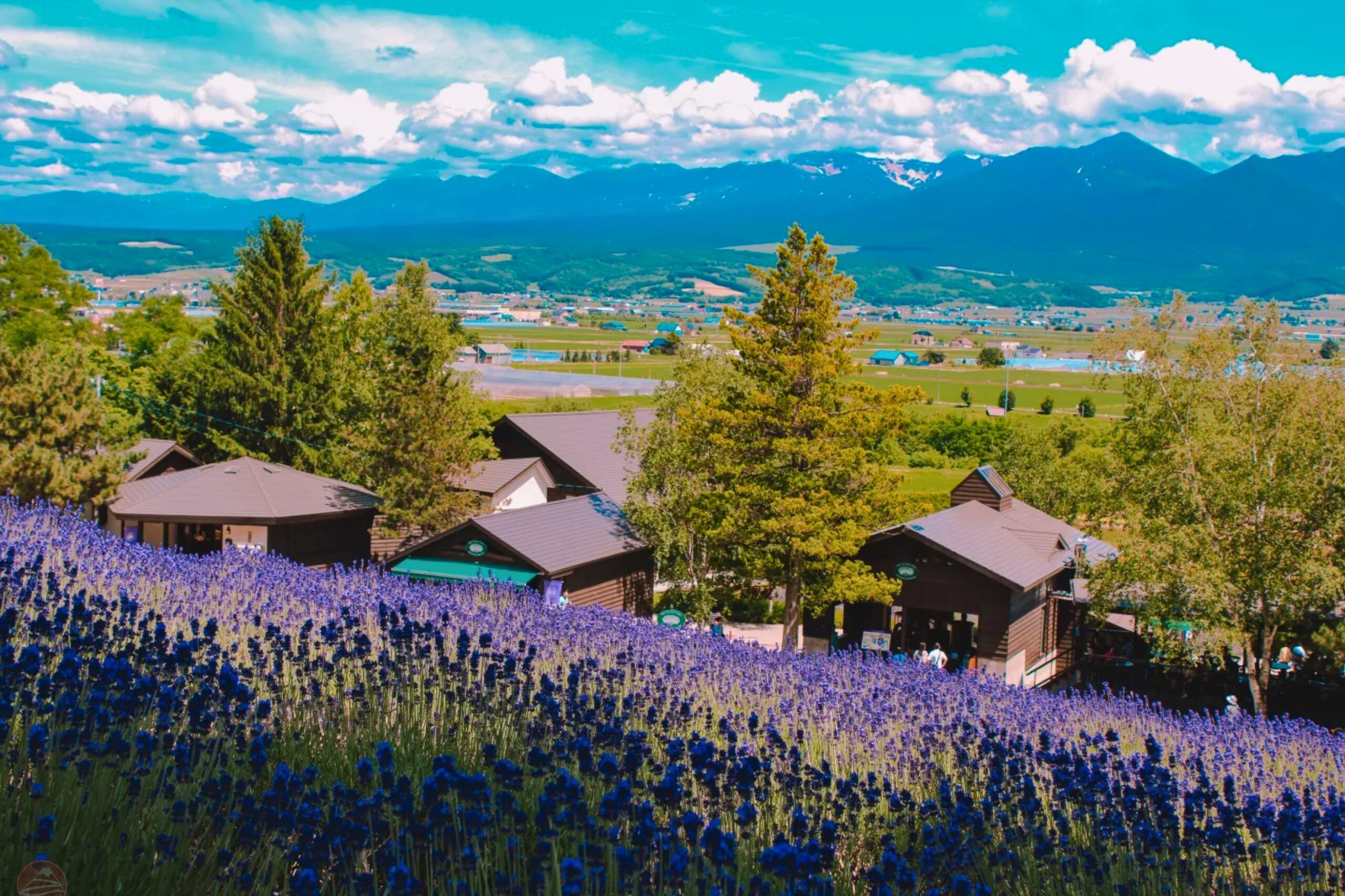 Furano – vùng đất của những cánh đồng hoa