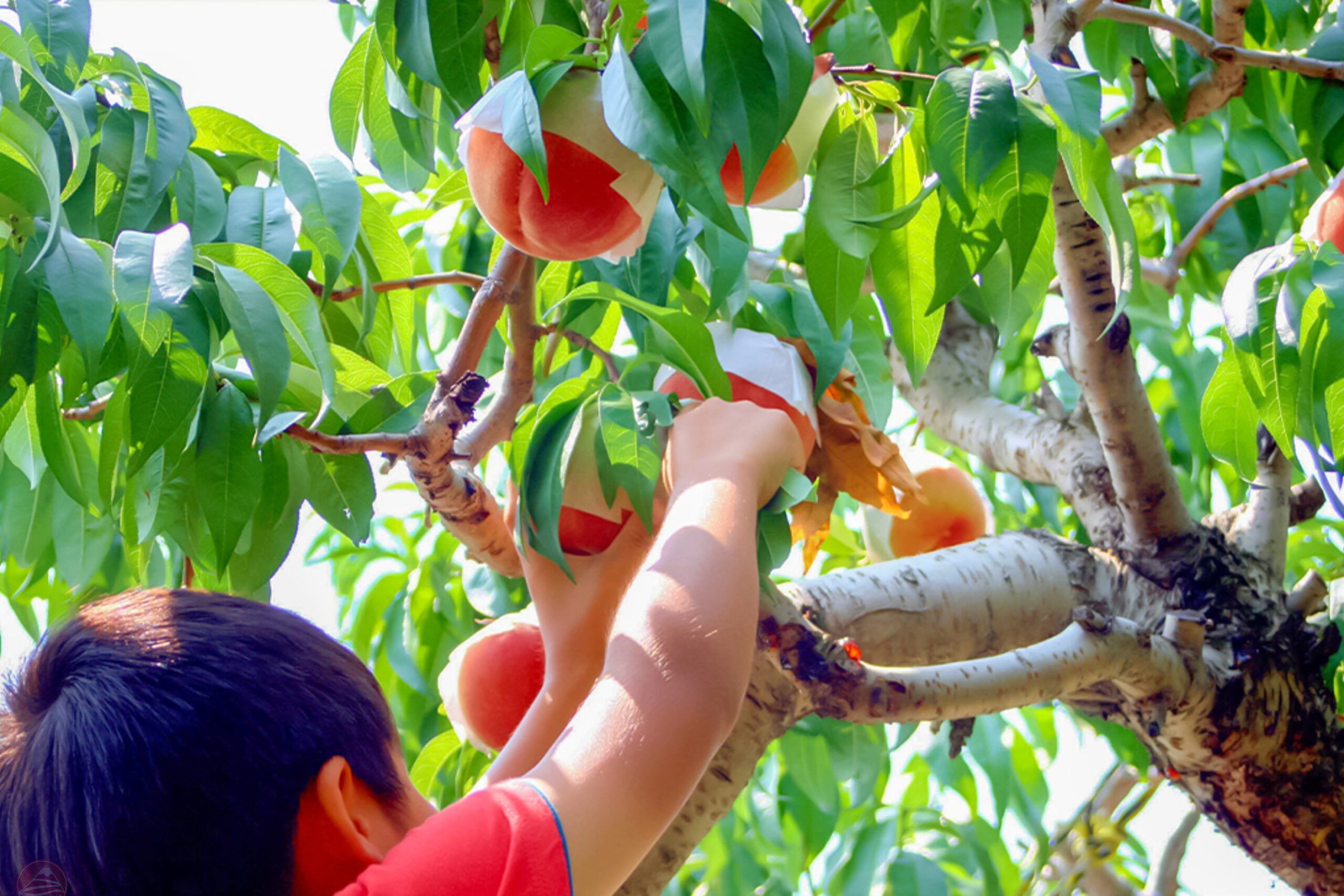 trải nghiệm hái đào