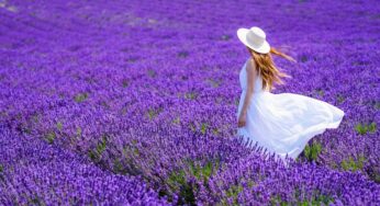 Mùa hoa lavender ở Hokkaido: Thời điểm đẹp nhất và kinh nghiệm tham quan