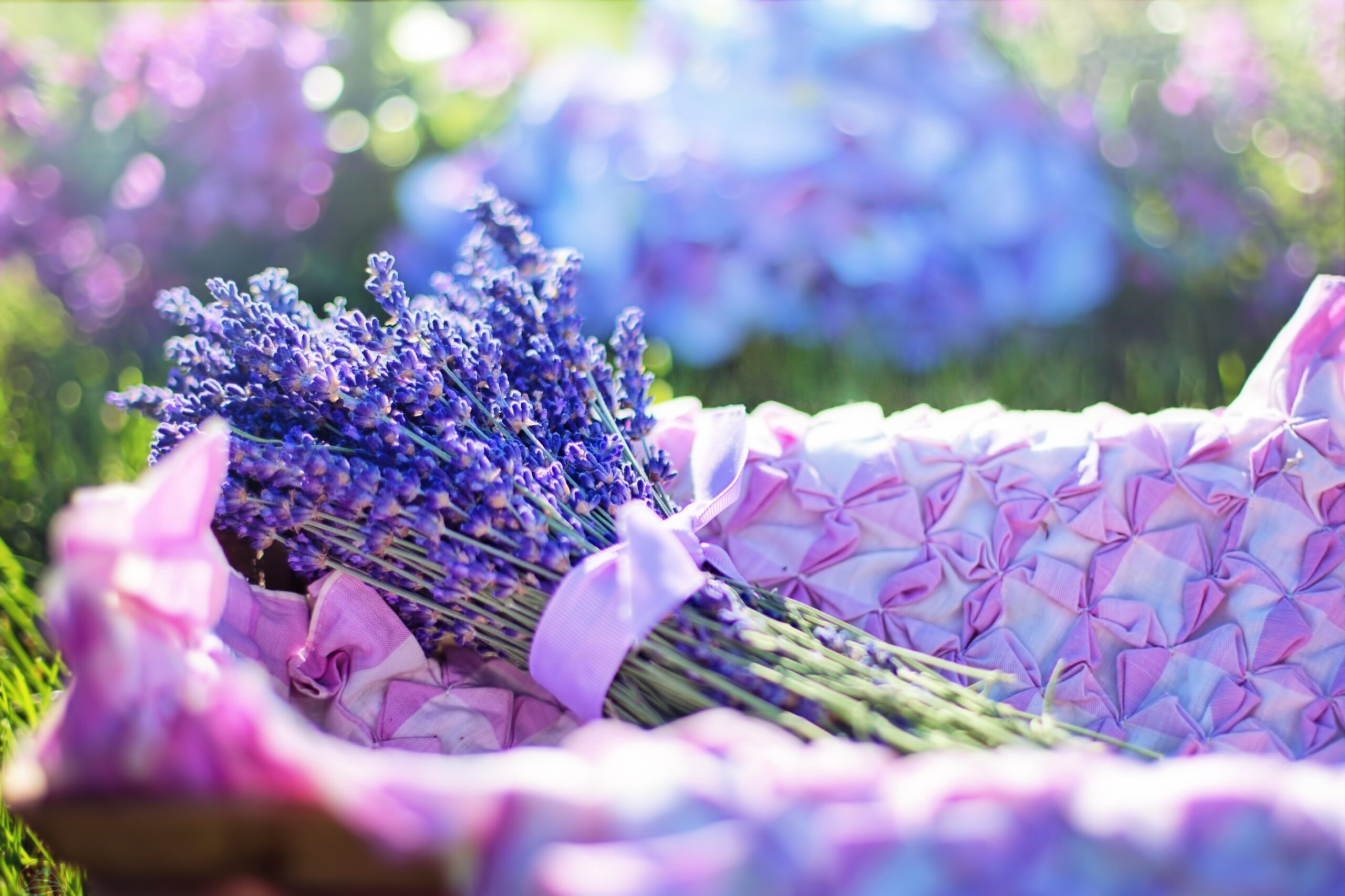 Kinh nghiệm tham quan Farm Tomita & mùa lavender