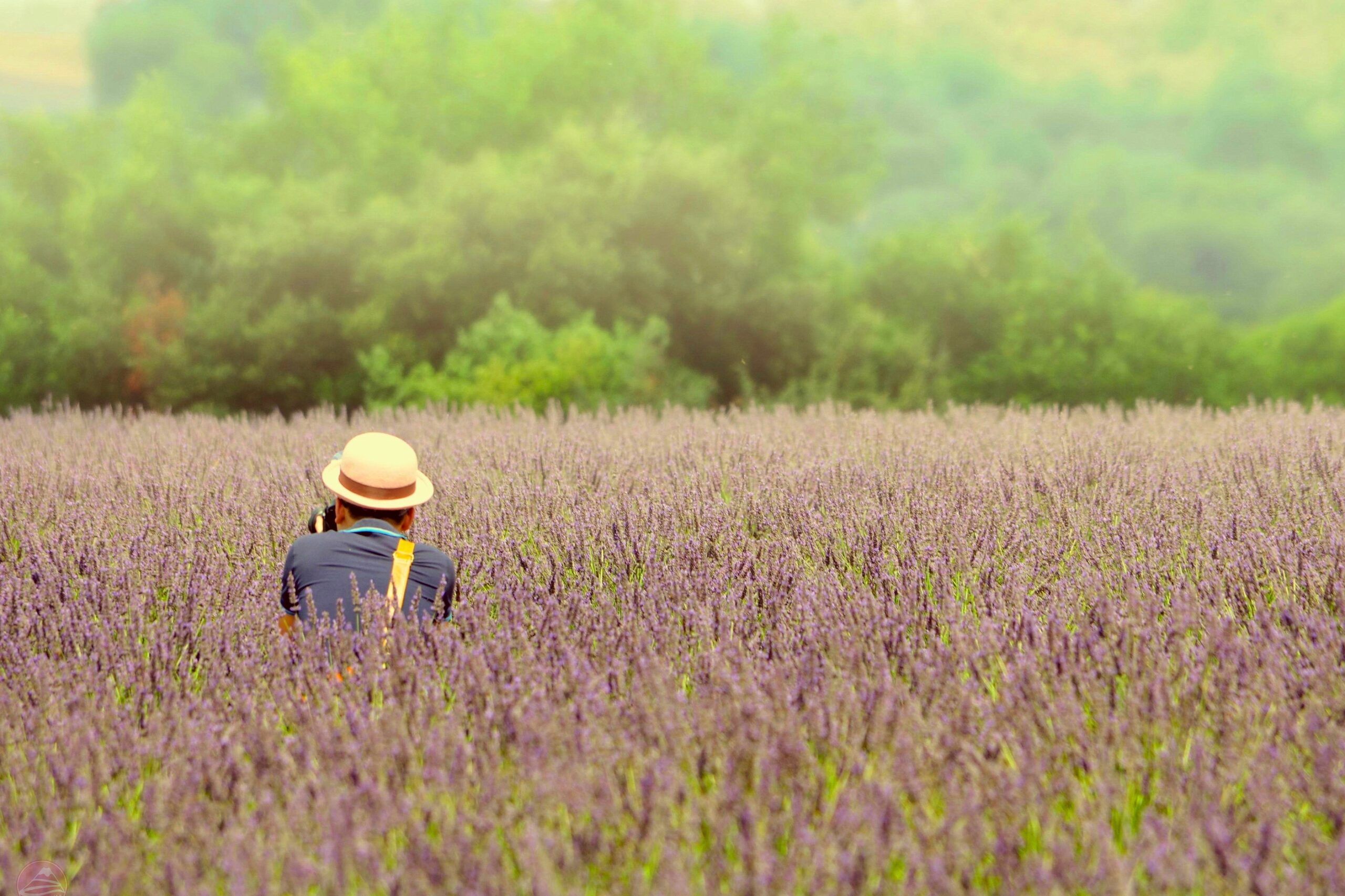 Kinh nghiệm tham quan Farm Tomita & mùa lavender